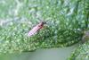 Lonchoptera sp.